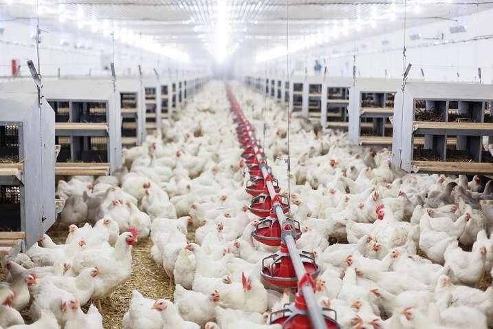 Kümes Hayvancılığında Dönüşüm: Yumurta Üretimi Yükseldi, Et Üretimi Düşüşte!