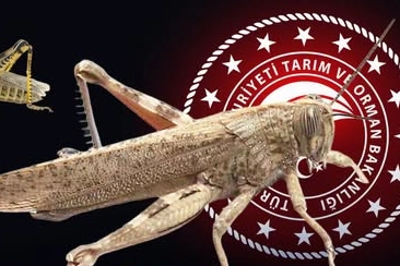 Bakanlık’tan “Çekirge İstilası”na İtiraz!