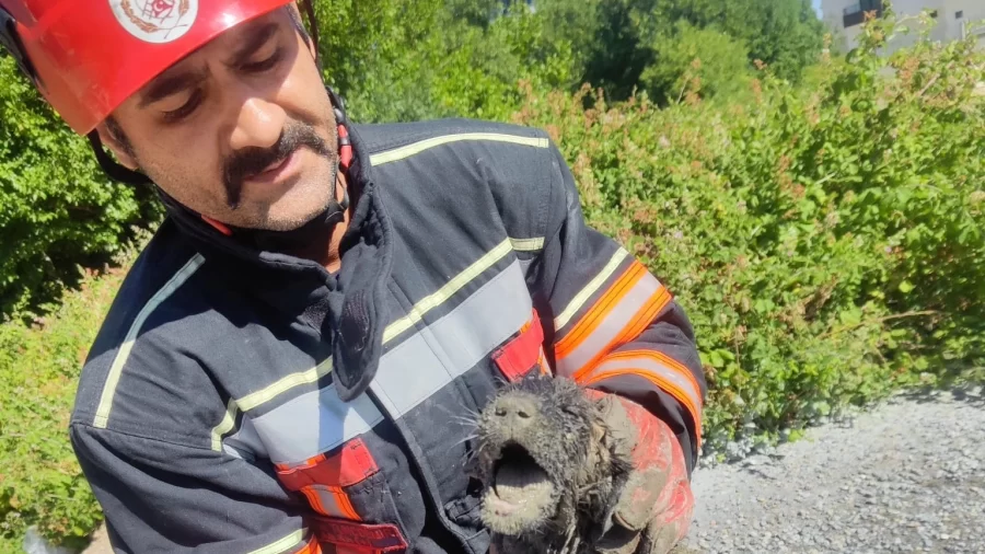 Betona Sıkışan Köpek İtfaiyenin Müdahalesiyle Kurtarıldı