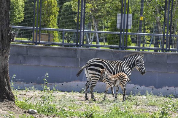 Ankara’da Yavru Zebra Heyecanı: İsmini Başkentliler Seçecek