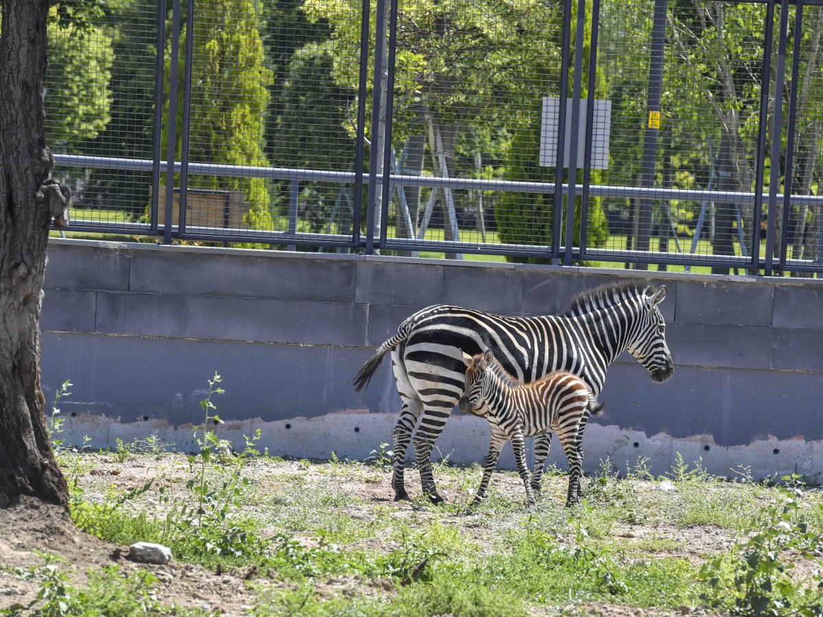Ankara’da Yavru Zebra Heyecanı: İsmini Başkentliler Seçecek